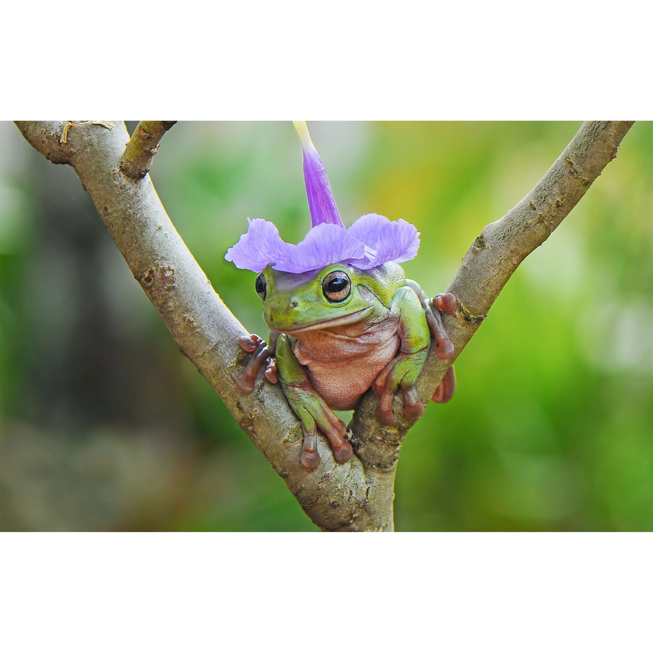 تابلو شاسی طرح قورباغه و گل و شاخه درخت مدل T7680