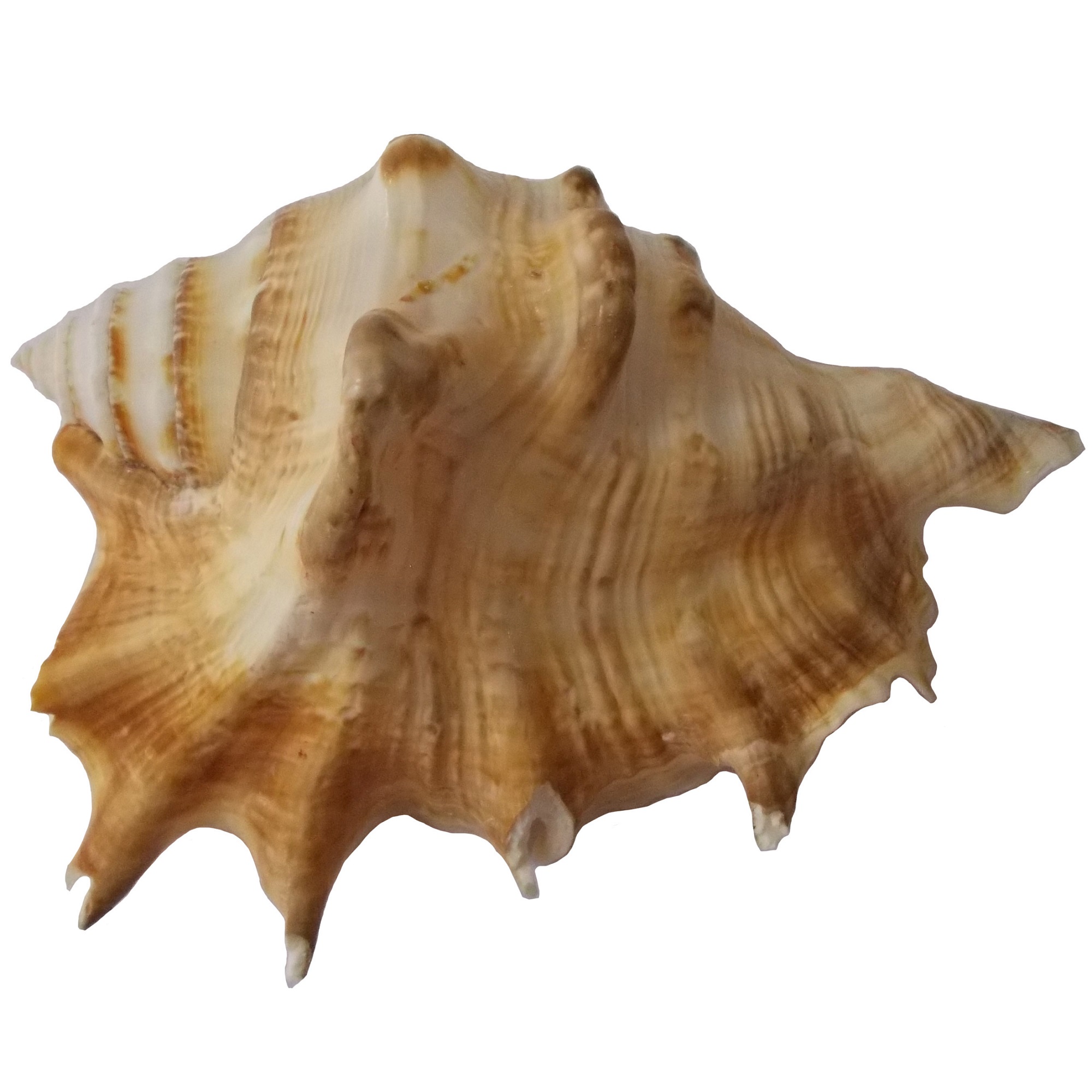 صدف تزیینی مدل RS527