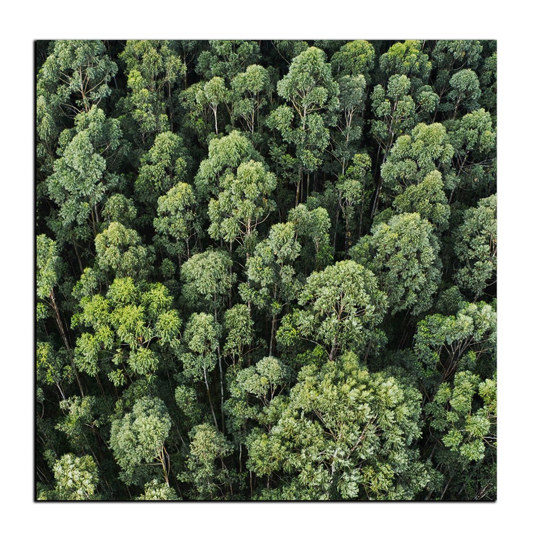 تابلو شاسی بکلیت طرح منظره جنگل تابستانی مدل SH-12061