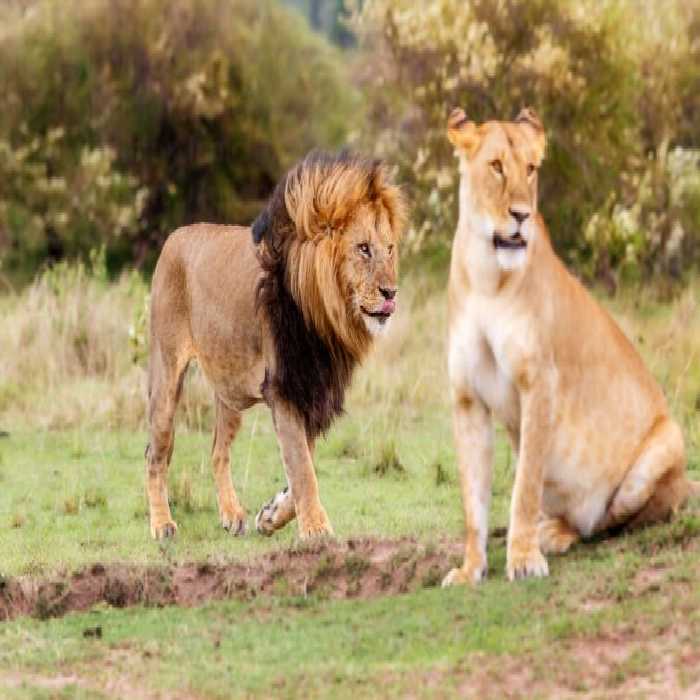 خرید و دانلود عکس Portrait of the legendary Lion کد 41603 | پیک فاکس | Pic Fox