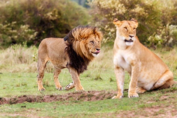 خرید و دانلود عکس Portrait of the legendary Lion کد 41603 | پیک فاکس | Pic Fox