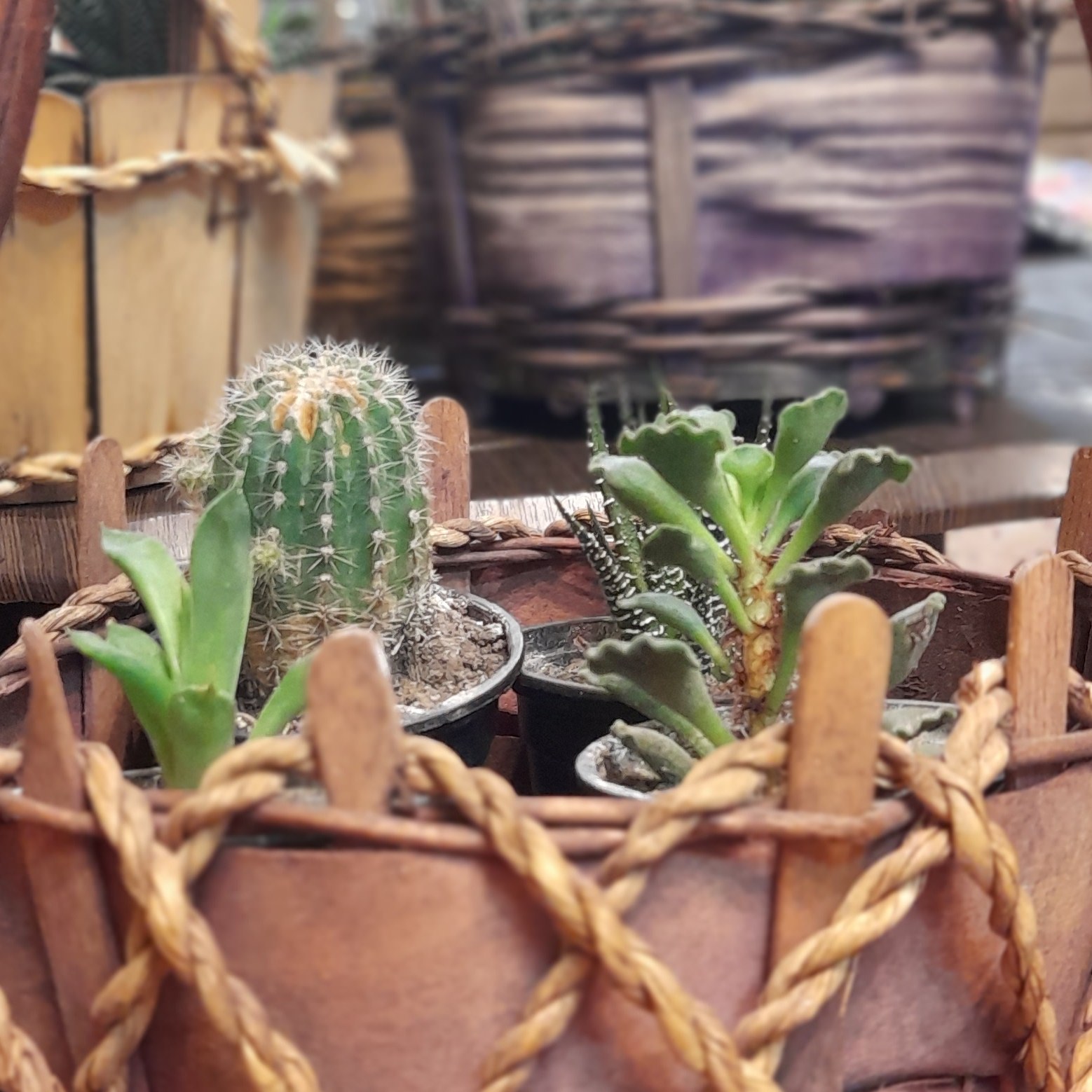 پک 1 کاکتوس 4 عددی سایز گلدان 6 ( آچینوس توپی، هاوارتیای سوزنی، شیشه