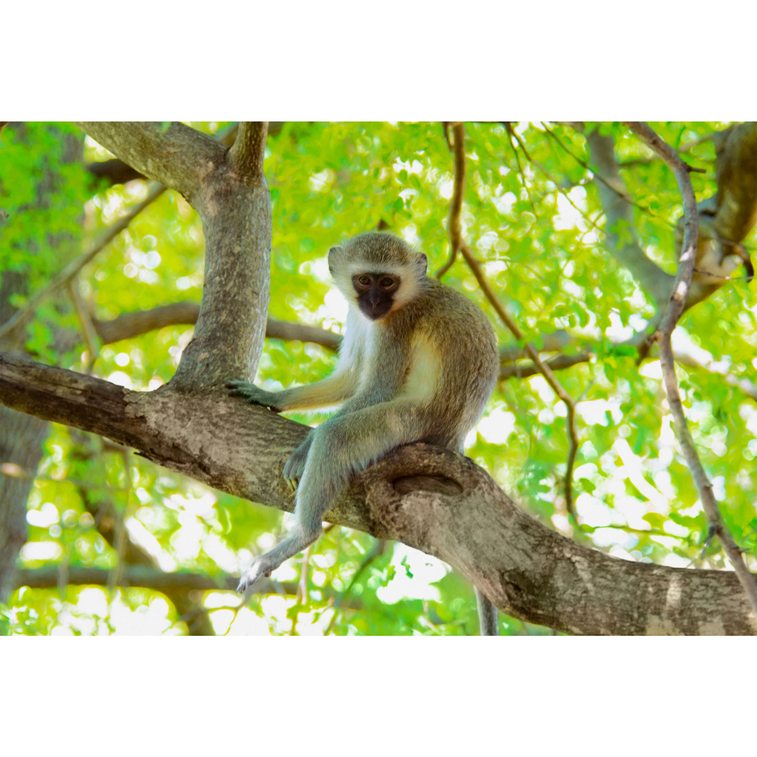 تابلو شاسی جنگل و میمون مدل T1998