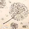 ملحفه آدنو مدل Dandelion کد IR119 دونفره سایز 240x240 سانتی متر