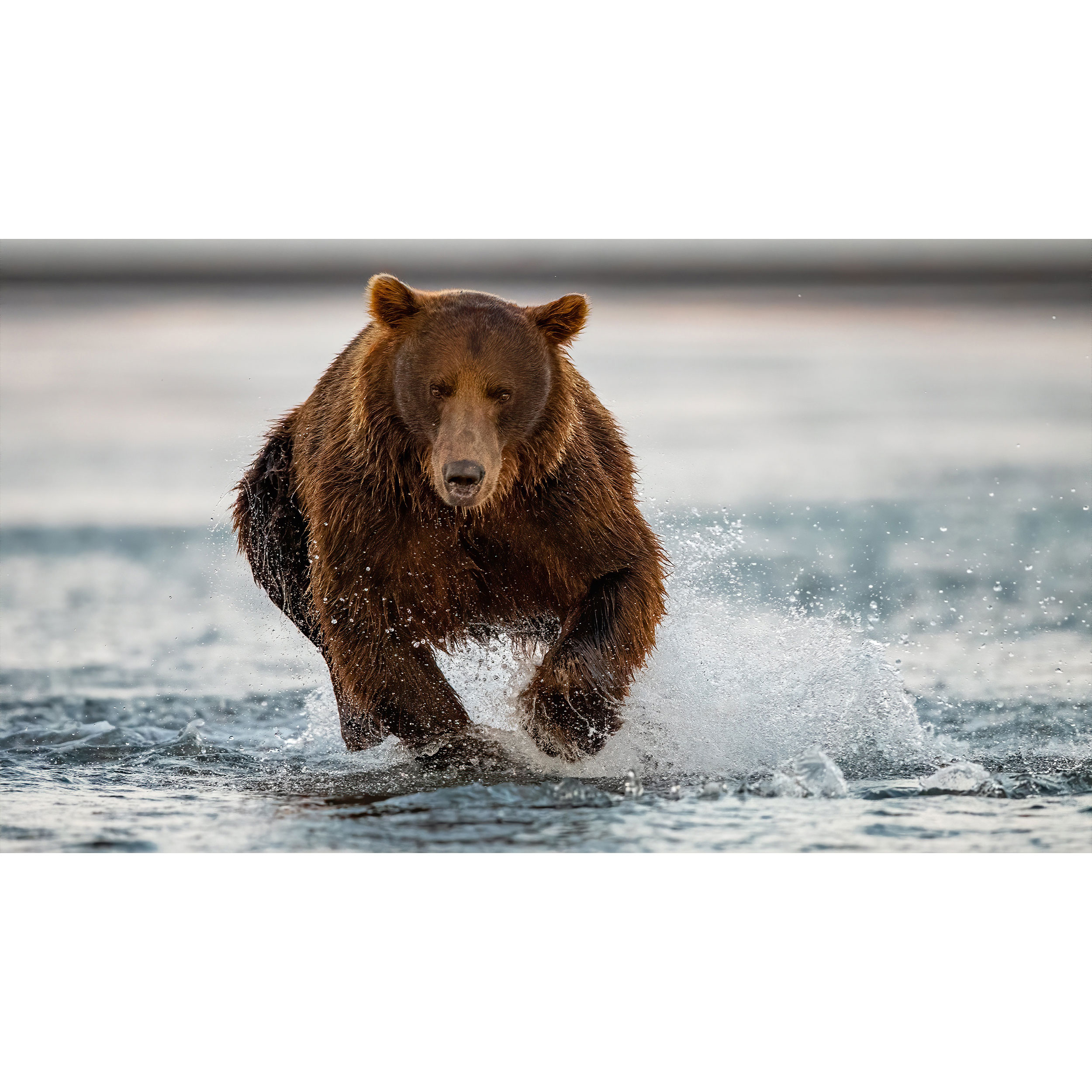 تابلو شاسی طرح خرس و رودخانه مدل T8062