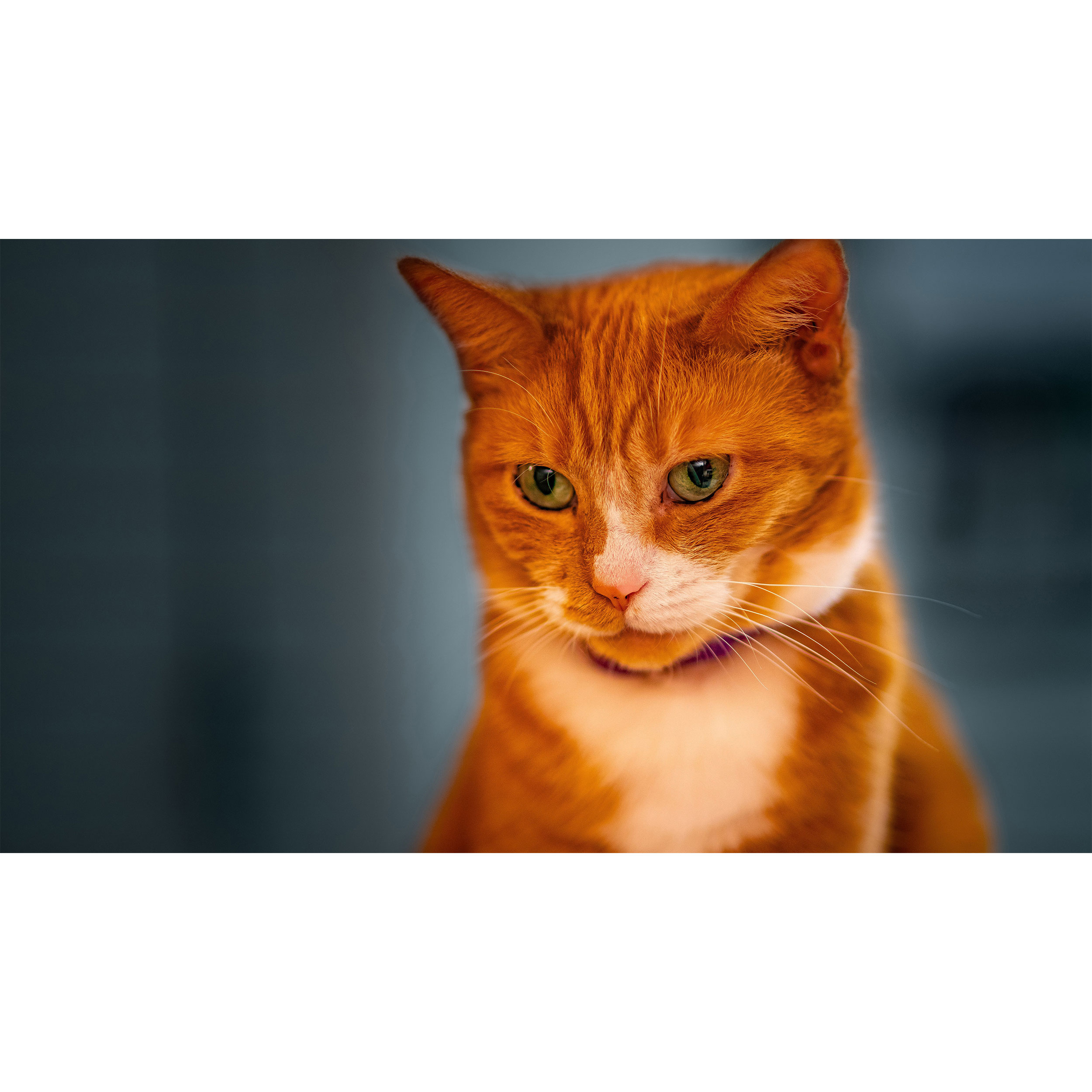 تابلو شاسی طرح گربه مدل T7730