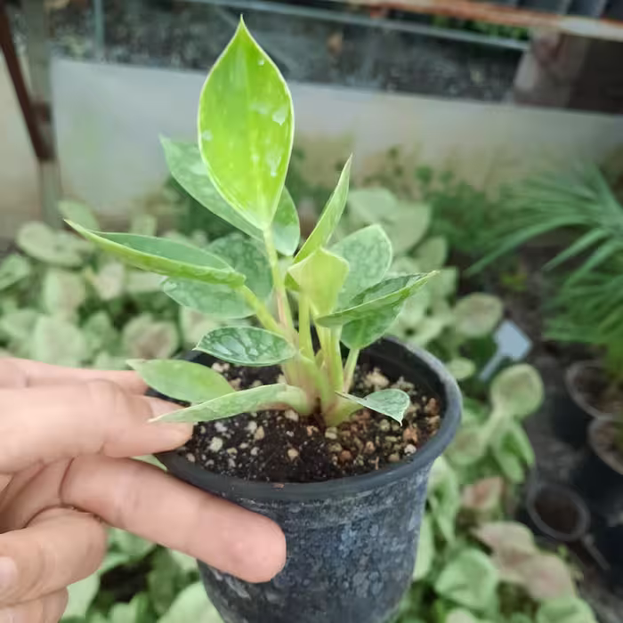 گل برکین نشایی