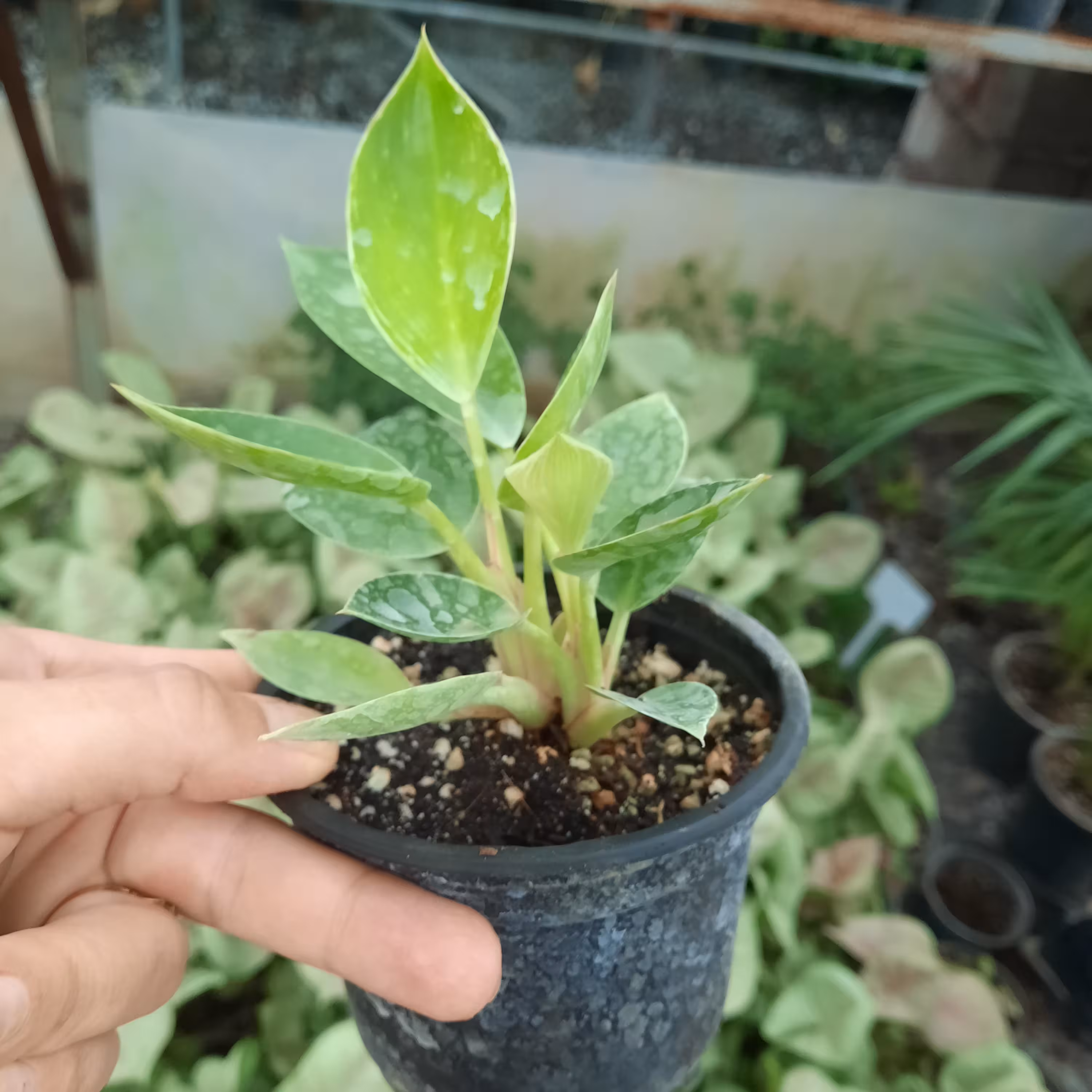 گل برکین نشایی