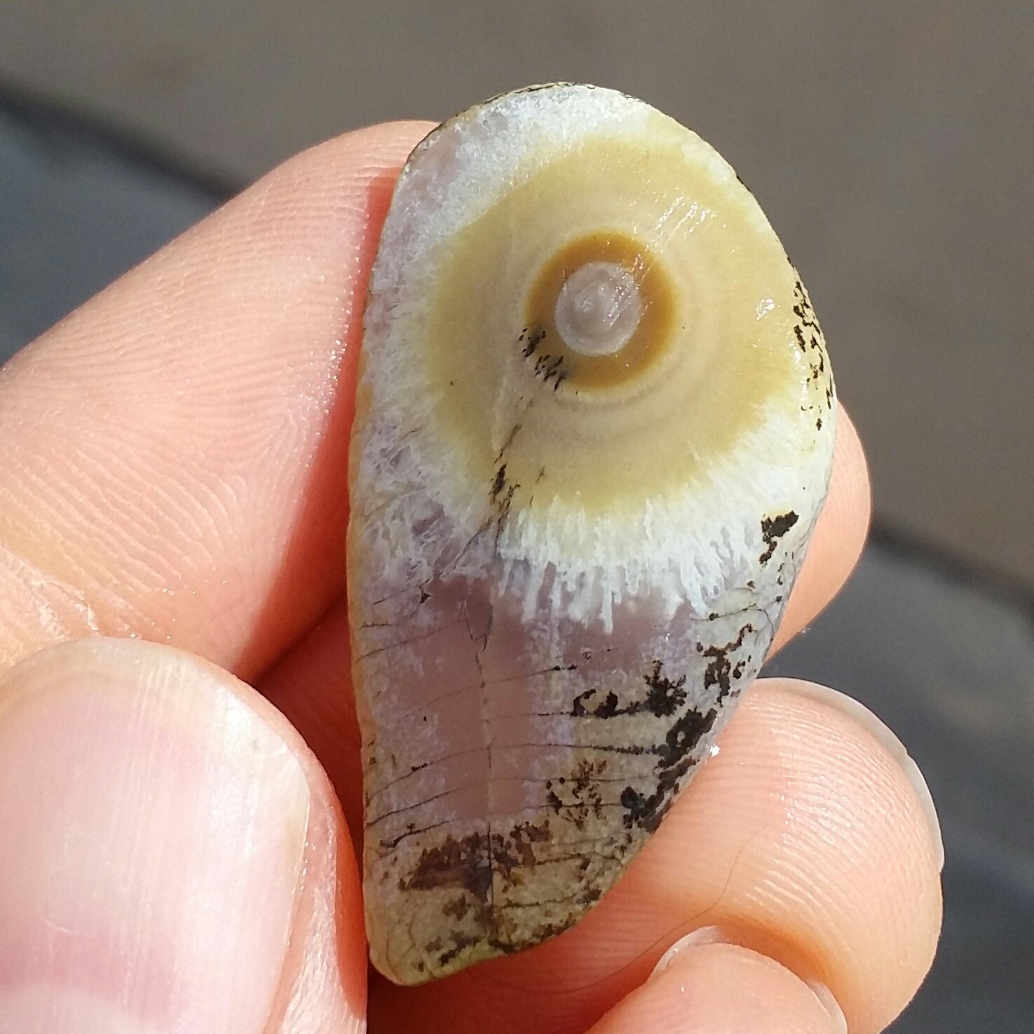 سنگ راف خام عقیق باباقوری تک چشم مژه ای موکول دار رحمانی بسیار قوی درشت برش نخورده 100 در 100 طبیعی شاهکار خلقت
کد10927