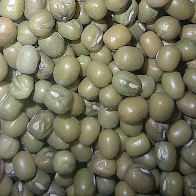 ماش سبز  بسته بندی 5 کیلوگرمی شالیزارصادق 