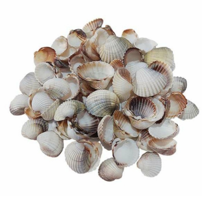 صدف تزیینی مدل Sbalansabz99 وزن 900 گرم