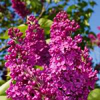 خرید و دانلود عکس Flower-Part-9 کد 18408 | پیک فاکس | Pic Fox