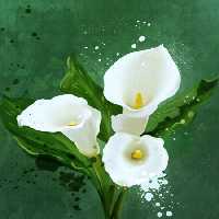 خرید و دانلود عکس Flower-Part-9 کد 18396 | پیک فاکس | Pic Fox