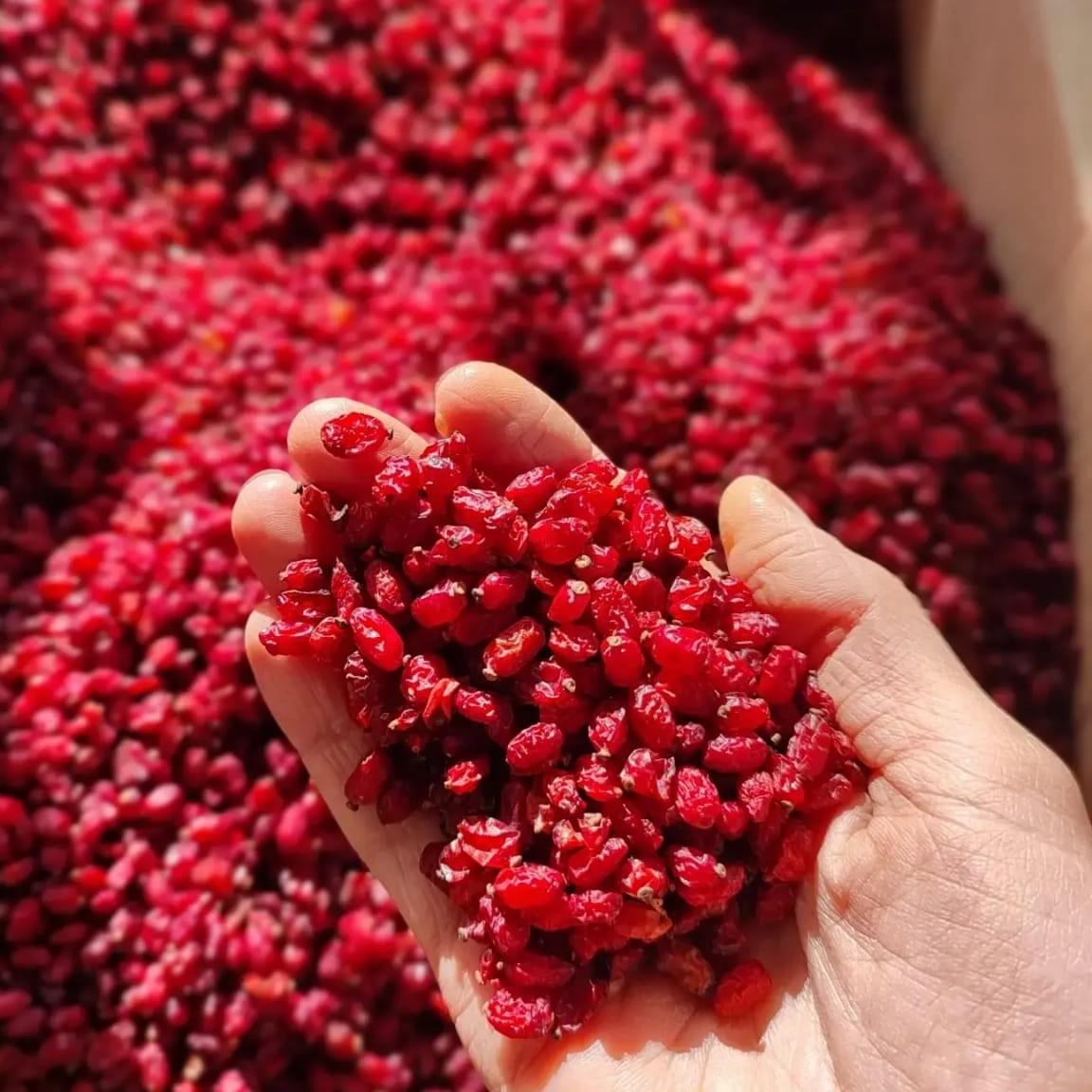 زرشک پفکی خوش رنگ باکیفیت (500گرمی)