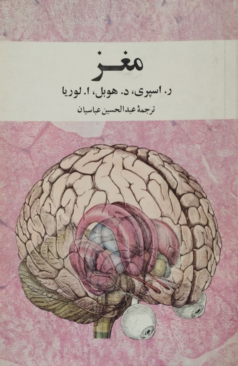 مغز