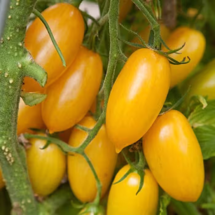 بذر گوجه زیتونی زرد درشت درختی