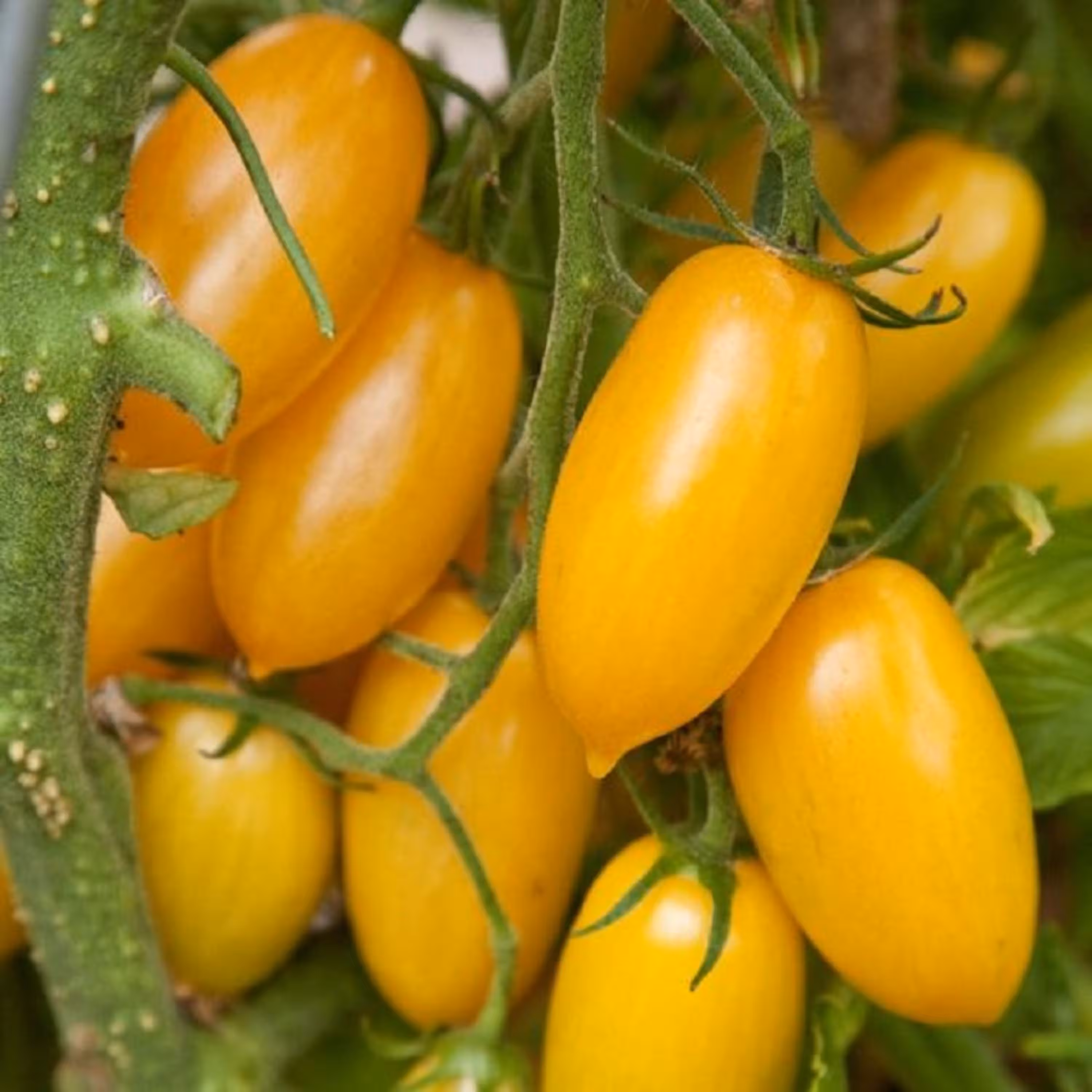 بذر گوجه زیتونی زرد درشت درختی