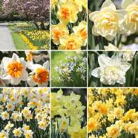 خرید و دانلود عکس Flower-Part-5 کد 18058 | پیک فاکس | Pic Fox