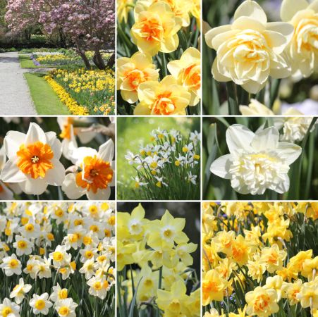 خرید و دانلود عکس Flower-Part-5 کد 18058 | پیک فاکس | Pic Fox