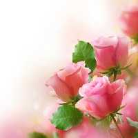 خرید و دانلود عکس Flower-Part-2 کد 17767 | پیک فاکس | Pic Fox