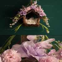 بک دراپ عکاسی لانه پرنده | گرافیک با طعم تربچه