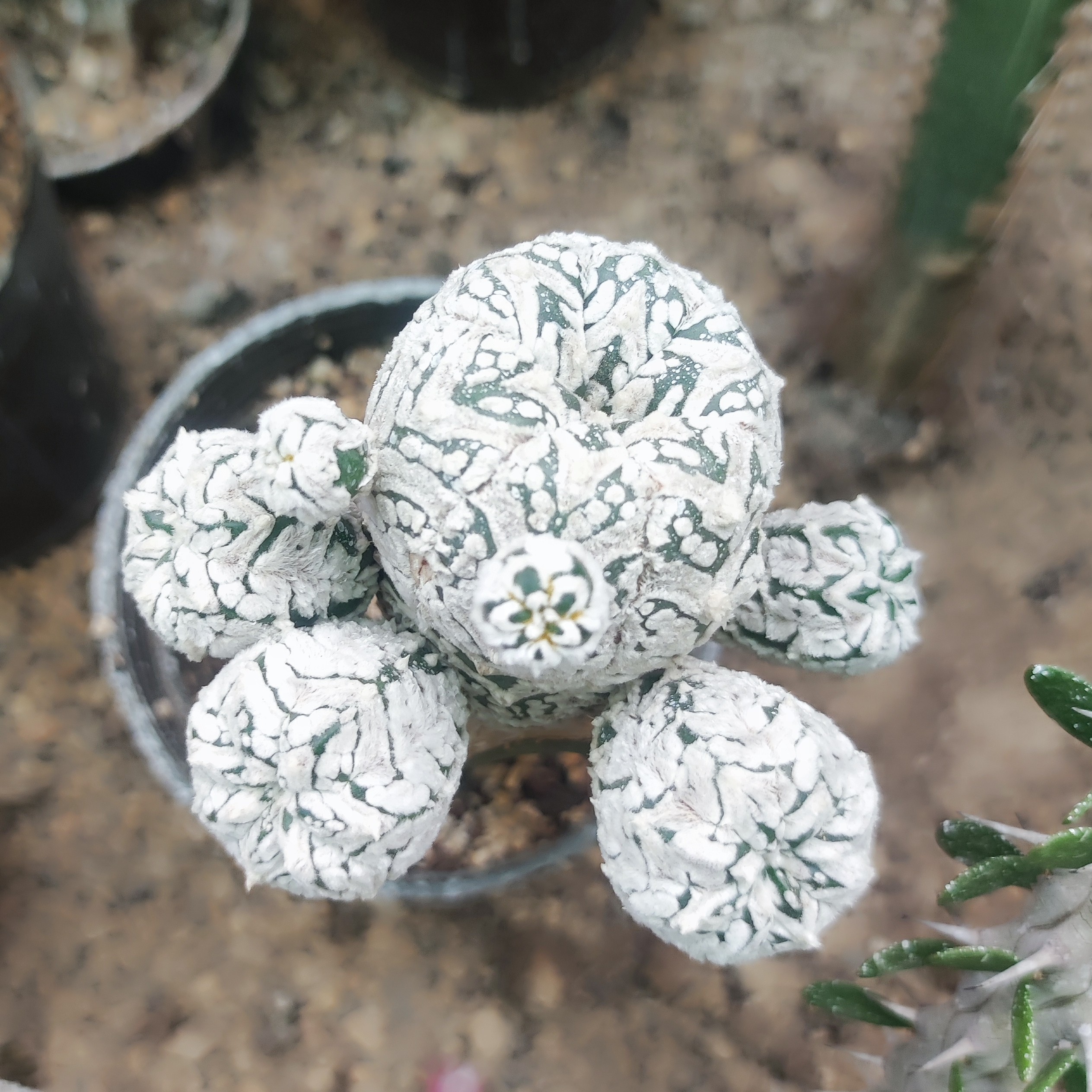 تنه جوش استریاس وی تایپ. منظور از تنه جوش هر کدام از کله های روی پایه مادری است