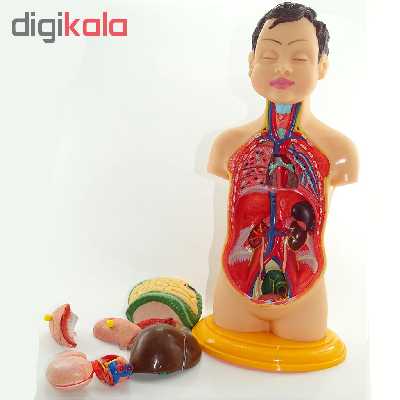 مولاژ آناتومی بدن انسان مدل 2020