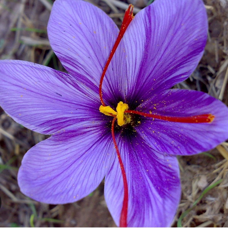 اسانس زعفرون اسانس زعفران بالاترین کیفیت صد گرمی