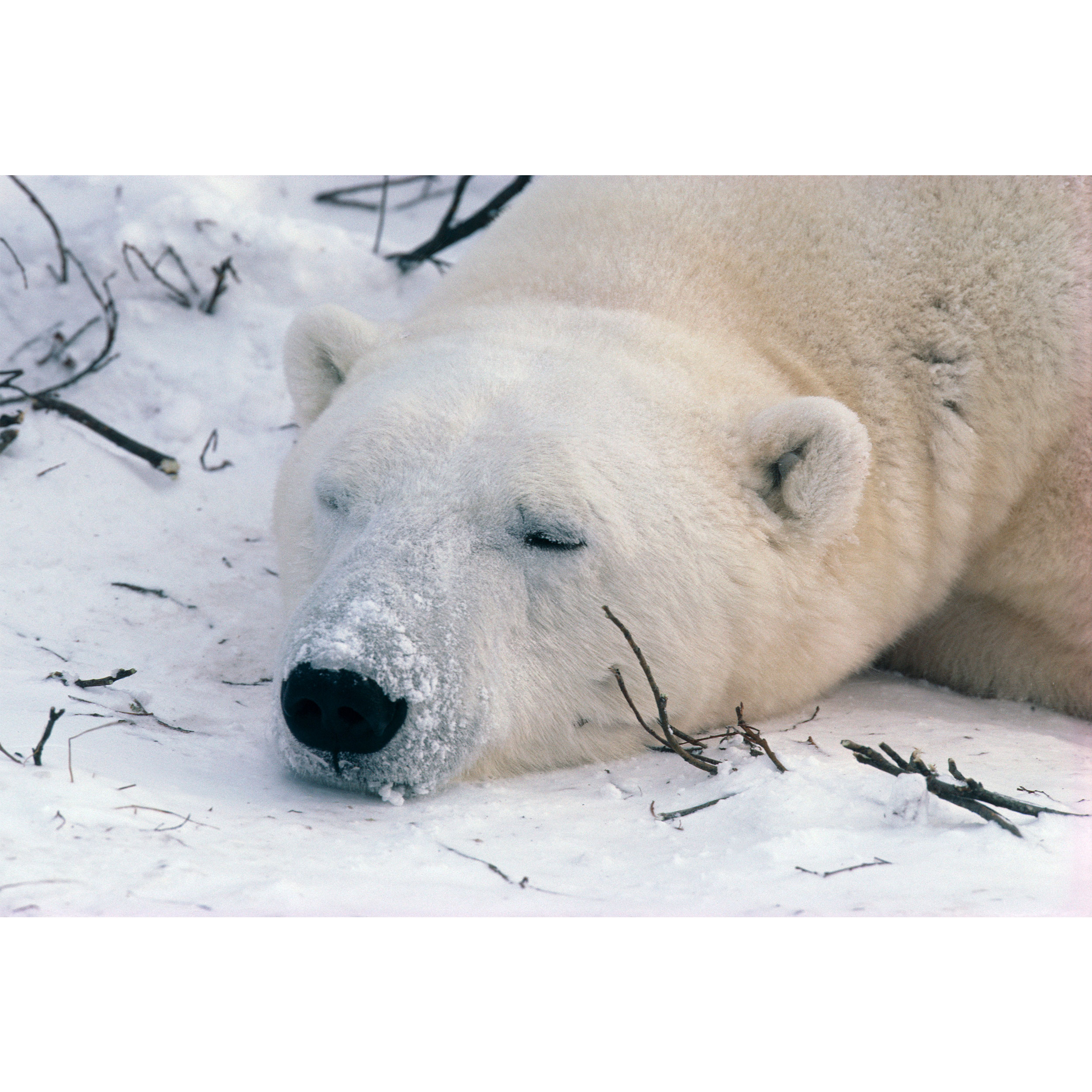 تابلو شاسی طرح خرس خوابیده مدل T2039