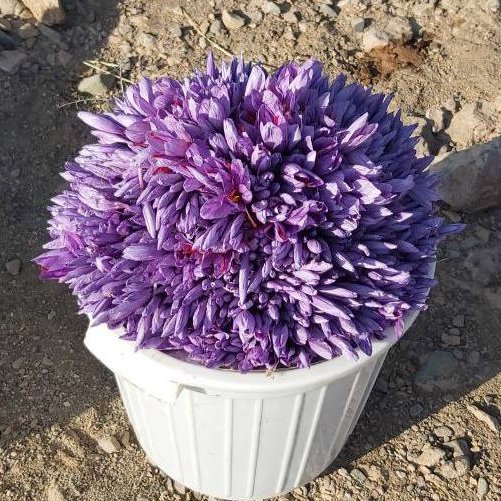 زعفران خالص بدون ریشه وزعفران هندی