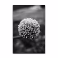 تابلو شاسی گوفی مدل قاصدک تنها طرح Flower کد BLK21 | دنیای قاب