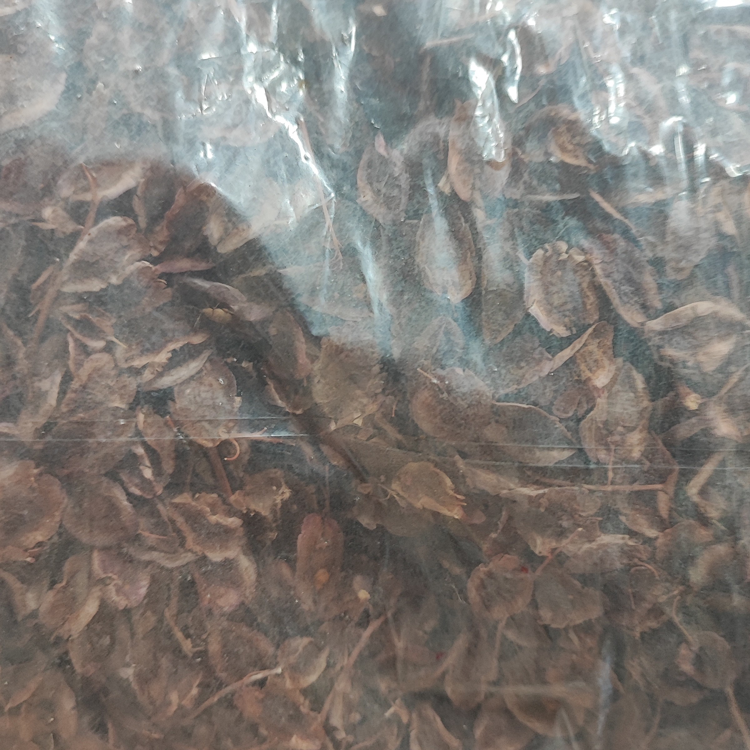 گیاه گل ریواس یک سیر 