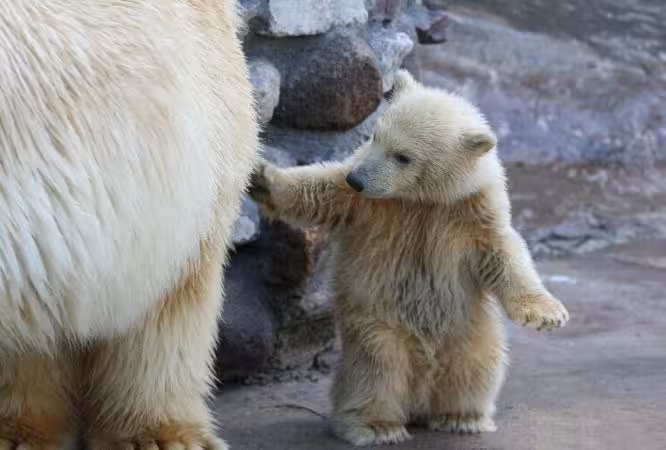 خرید و دانلود عکس Collection of images of cubs bears کد 13155 | پیک فاکس | Pic Fox
