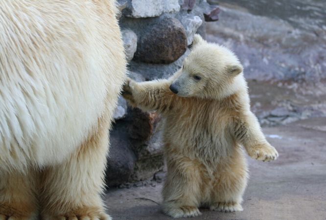 خرید و دانلود عکس Collection of images of cubs bears کد 13155 | پیک فاکس | Pic Fox