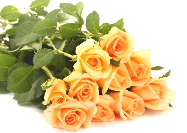 خرید و دانلود عکس Flower-Part-3 کد 17796 | پیک فاکس | Pic Fox