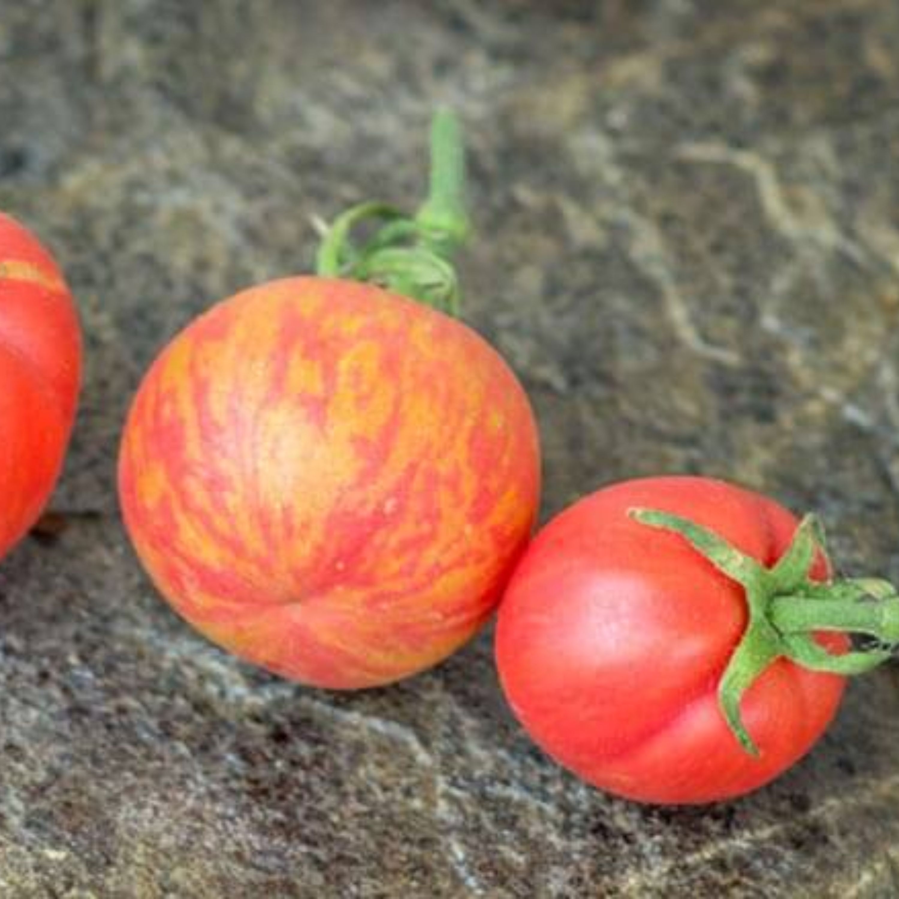 بذر گوجه فرنگی صورتی شرابی Pink Boar آمریکایی بسته 15 عددی