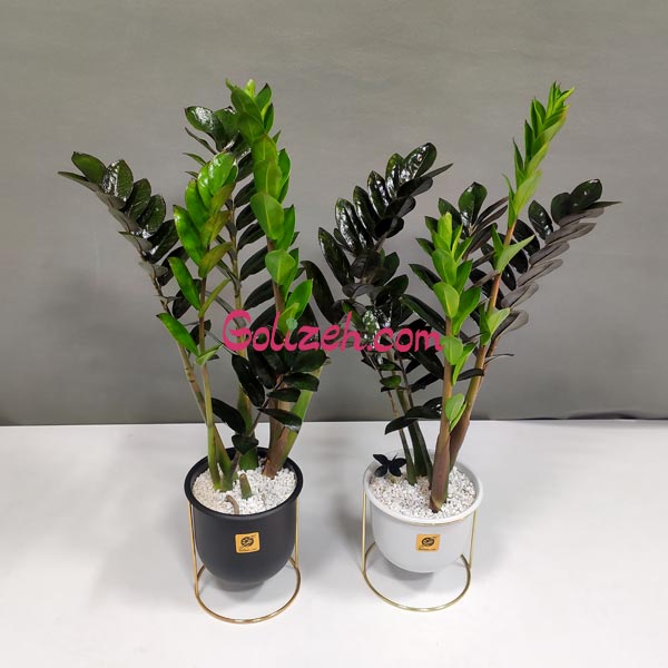 زاموفیلیا بلک باگلدان معلق - 2عدد