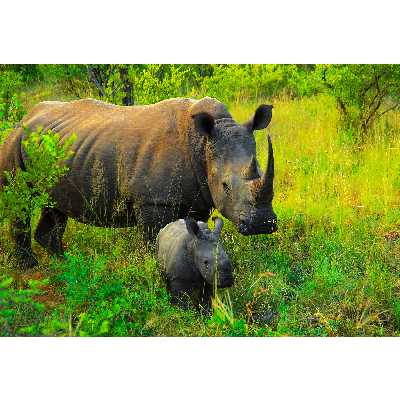 تابلو شاسی طرح جنگل و کرگدن مدل T1977