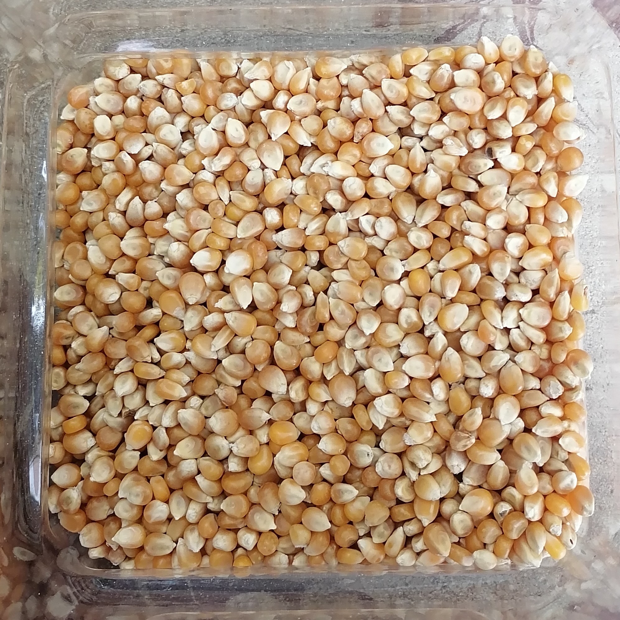 ذرت خشک