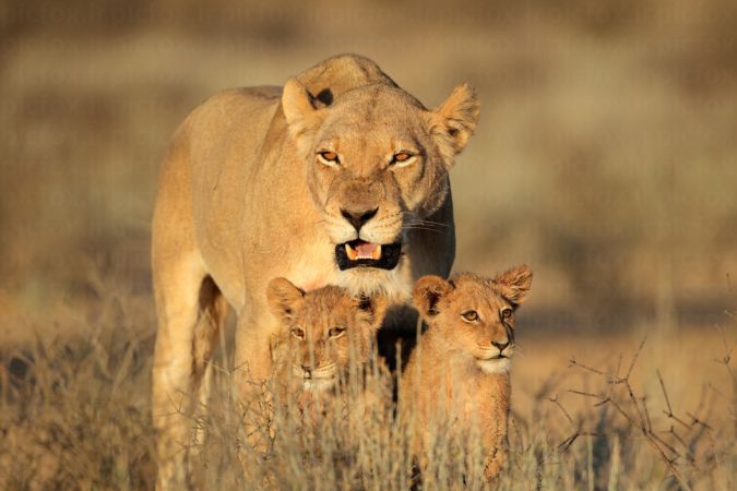 خرید و دانلود عکس Look of a lioness کد 31590 | پیک فاکس | Pic Fox