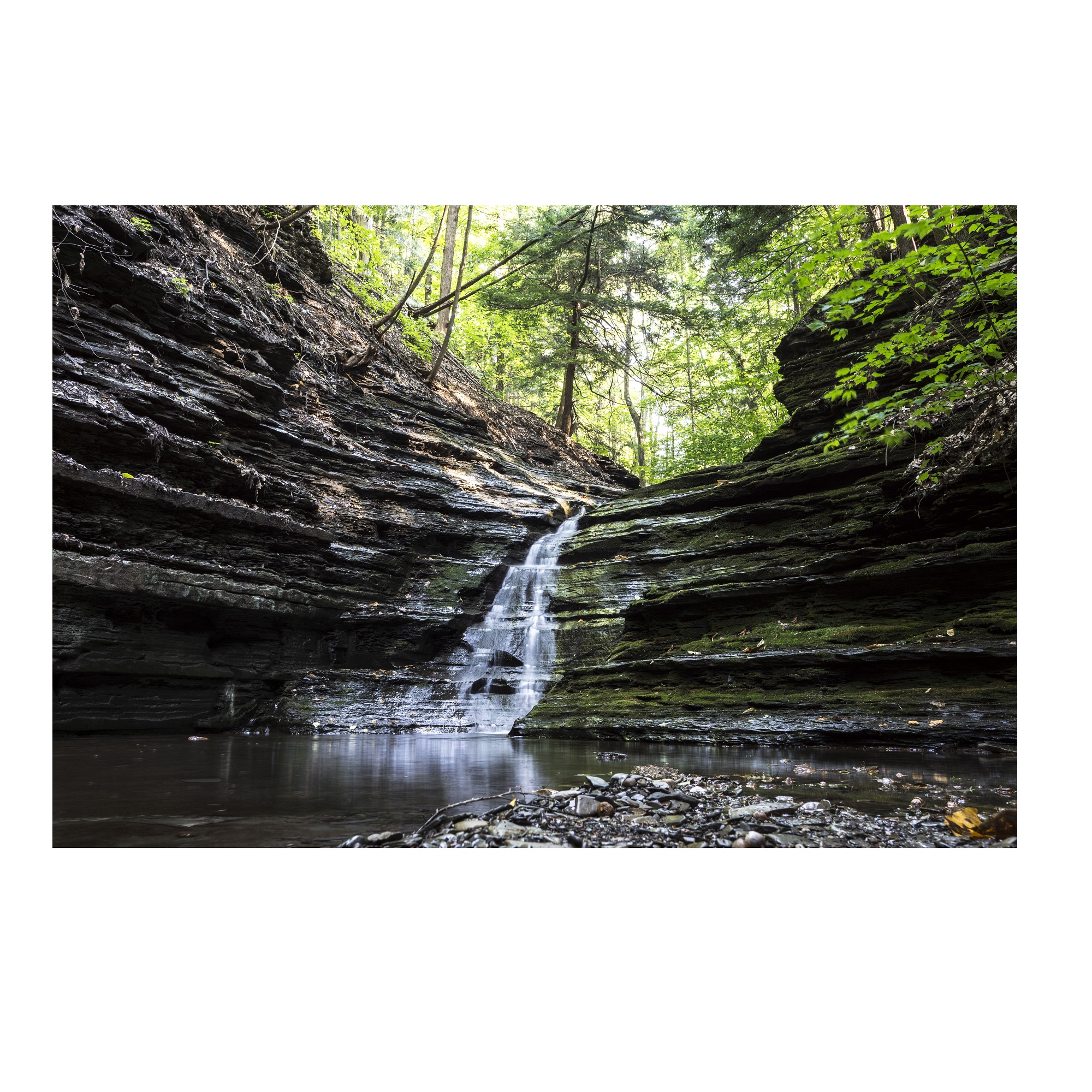 تابلو شاسی جوان مدل جنگل رود