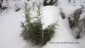 درک مقاومت سرمایی گیاه