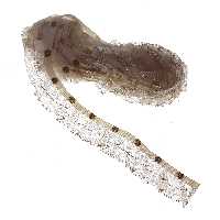 نوار یراق مدل Y6528 طول 3 متر