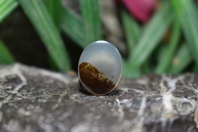 عقیق شجر برزیل