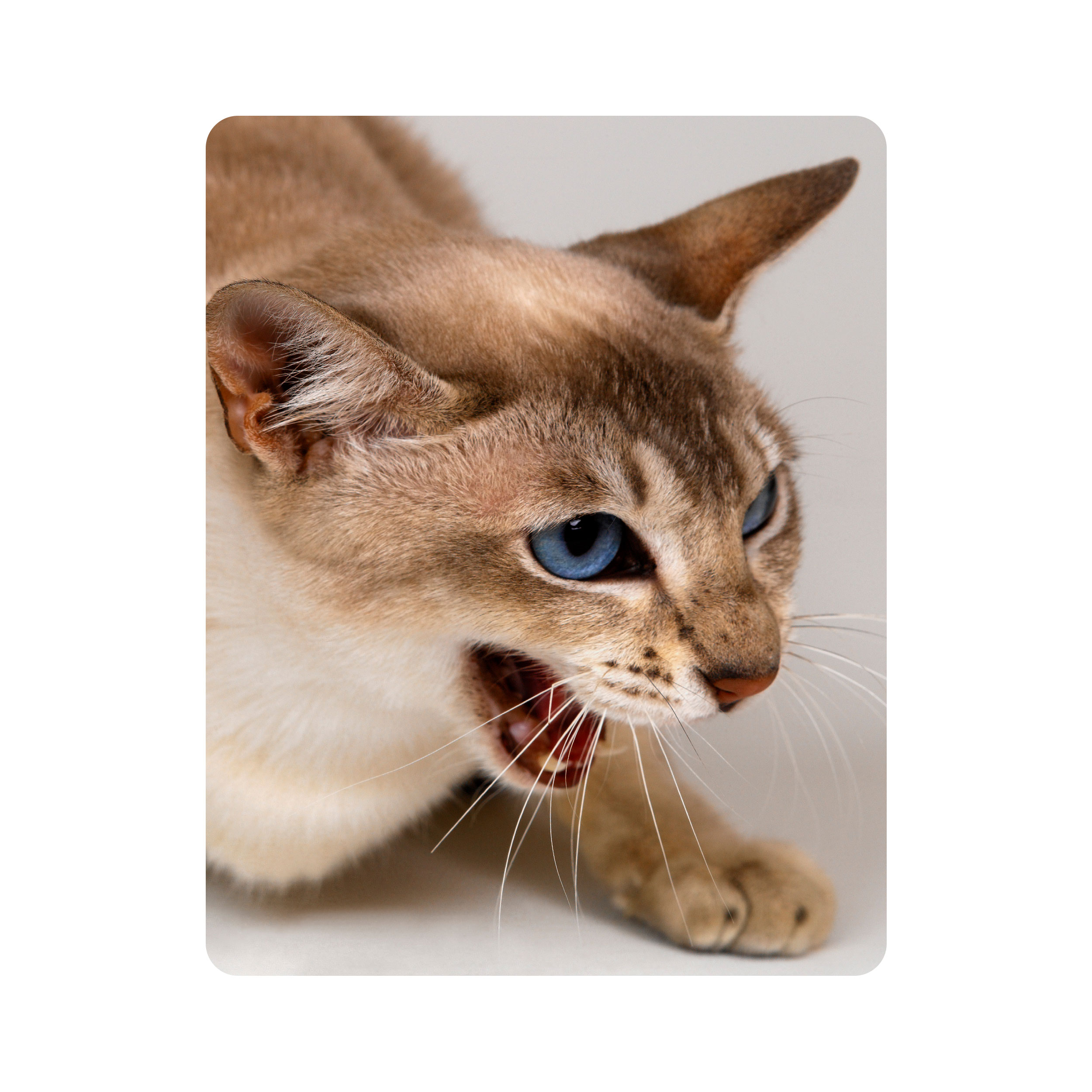 ماوس پد اطلس آبی طرح گربه مدل T2137