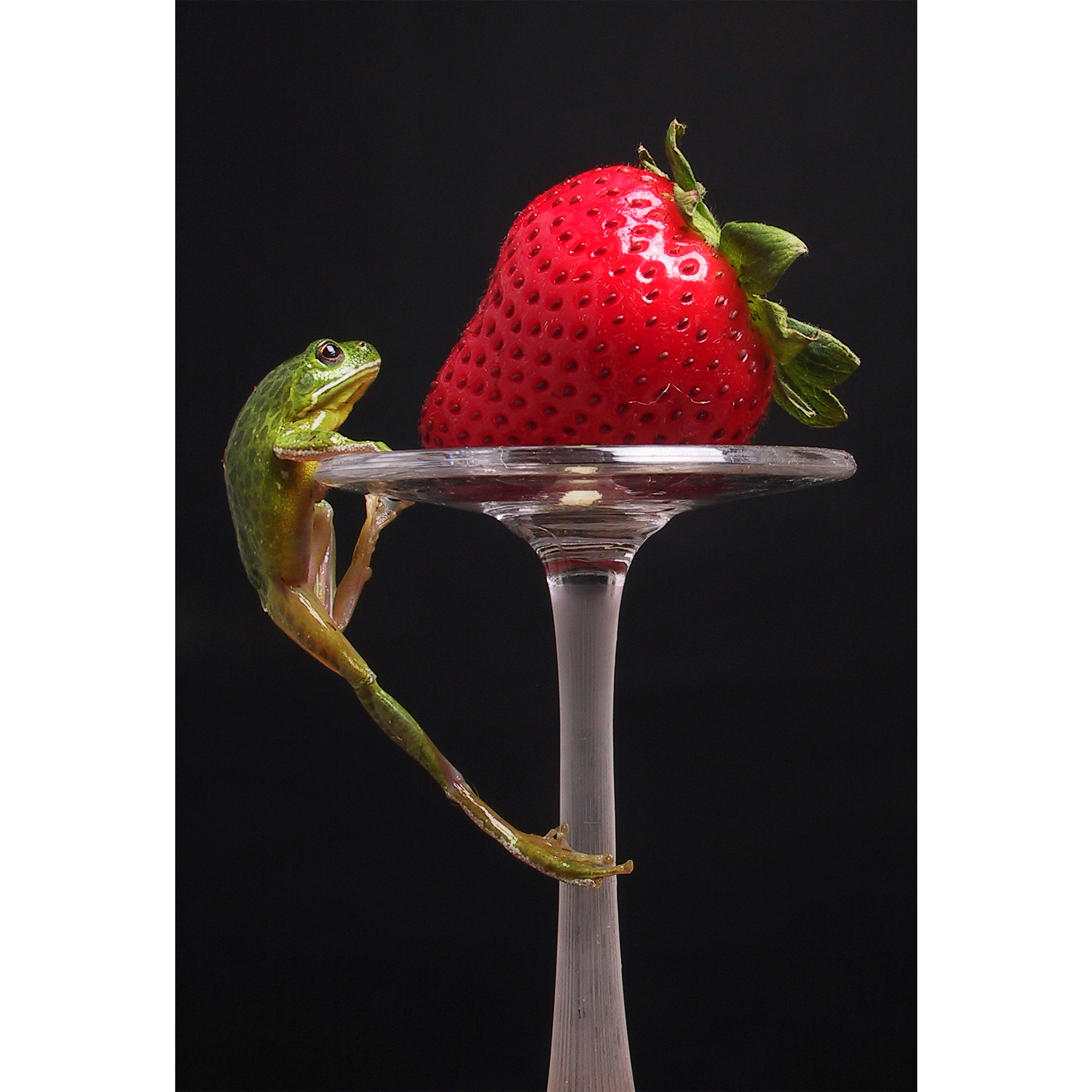 تابلو شاسی مدل توت فرنگی و قورباغه T5876