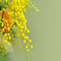 خرید و دانلود عکس Flower-Part-9 کد 18365 | پیک فاکس | Pic Fox
