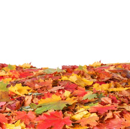 خرید و دانلود عکس Nature-Part-19 کد 35953 | پیک فاکس | Pic Fox