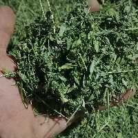 برگ خالص یونجه رنگ سبز سبز و خشک خوراک همستر،خوکچه و خرگوش در بسته بندی(4 کیلو گرمی )قیمت تنظیم بازاری با کیفیت عالی