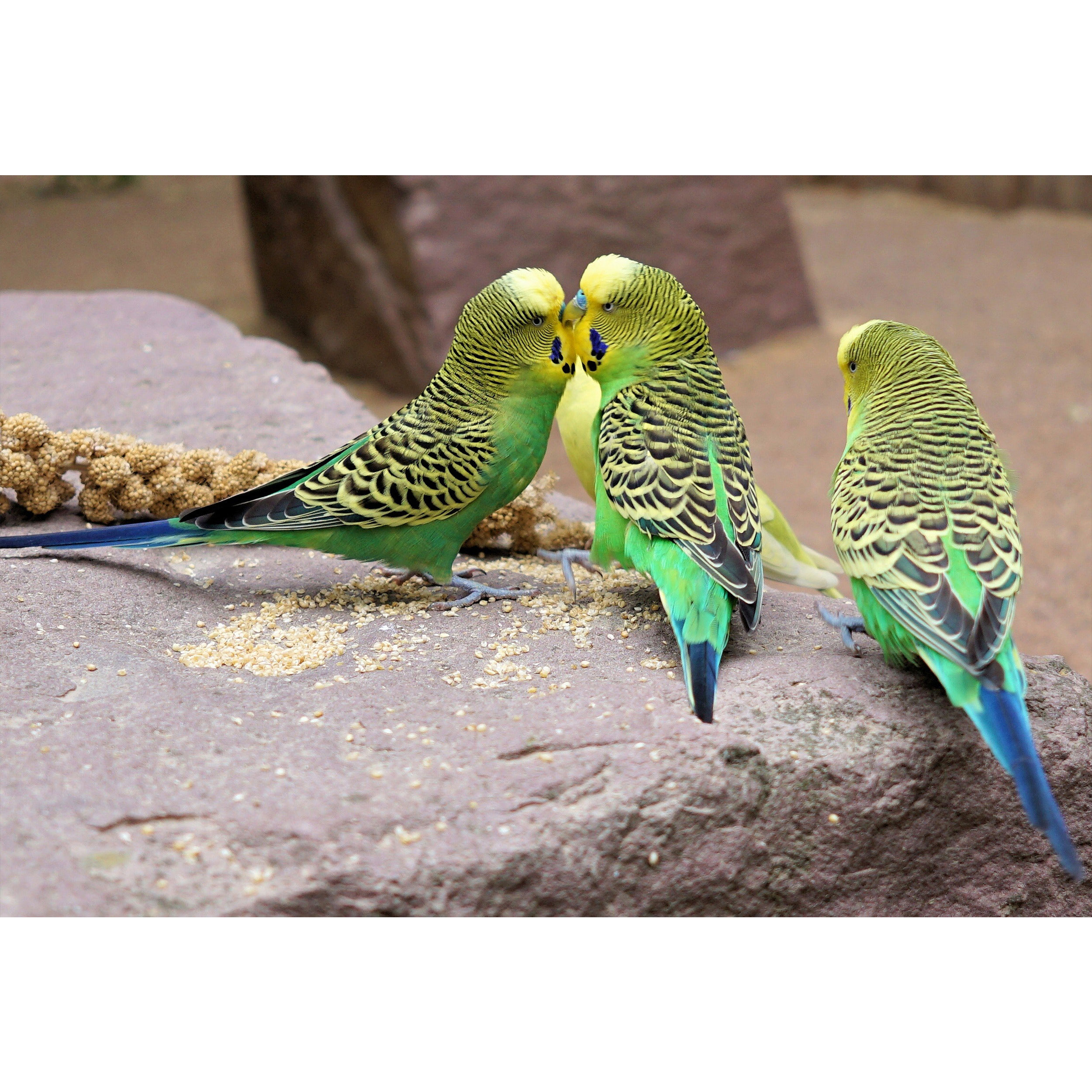 تابلو شاسی طرح پرنده مدل T1686